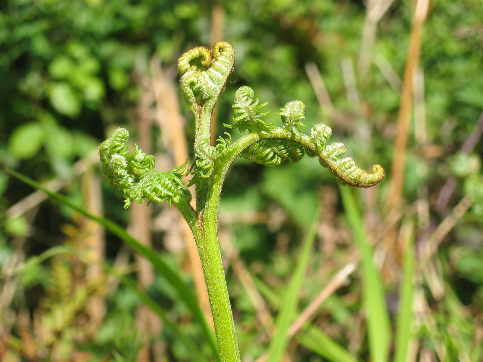 florafauna